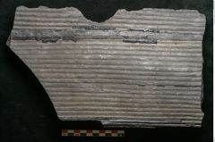 Foto (Detailansicht) von Sigillaria elongata Brongniart (NHMW-GEO-2024-0188-11062)